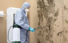 Why You Should Choose Our Mold Remediation Services in Donna, TX